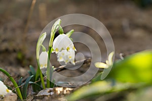 Snowdrop flowers and other spring flowers in grass in garden.