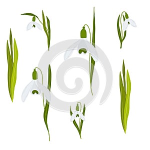 Snowdrop flowers set spring illustration.