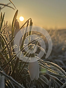 Snowdrop flowers in the snow in morning sunrise.