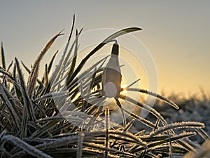 Snowdrop flowers in the snow in morning sunrise.