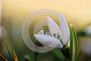 Snowdrop flowers in spring