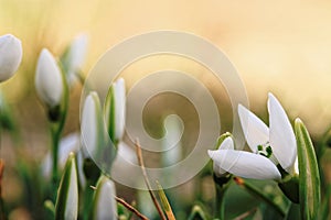 Snowdrop flowers in spring