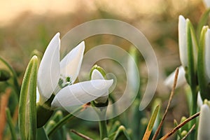 Snowdrop flowers in spring