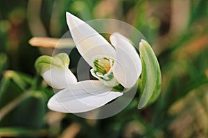 Snowdrop flowers in spring