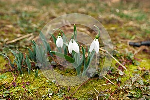 Snowdrop flowers in spring