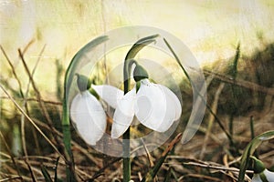 Snowdrop flowers in spring, Art effect