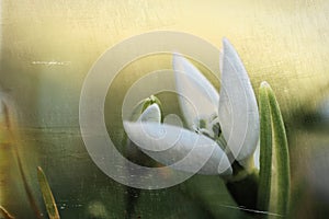 Snowdrop flowers in spring, Art effect