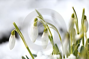 Snowdrop flowers. Spring background. Side view