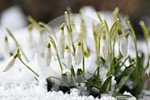 Snowdrop flowers. Spring background. Side view