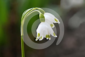 Snowdrop flowers. Spring background. Side view