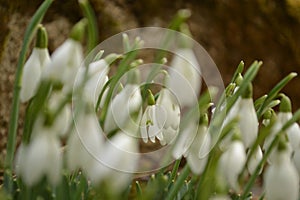 Snowdrop flowers in spring