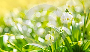 Snowdrop flowers, spring floral background