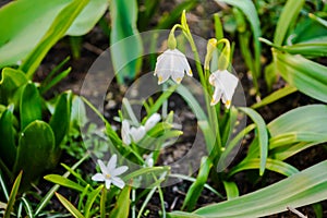 Snowdrop flowers on spring in the garden.