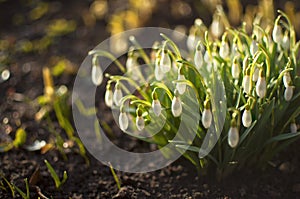 Snowdrop flowers in sunlight - bokeh background