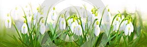 Snowdrop flowers background.