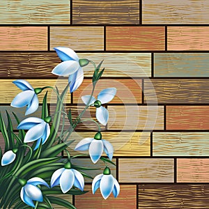 Snowdrop flowers on wooden background