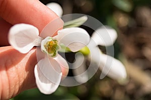 Snowdrop in the forest in the human hand