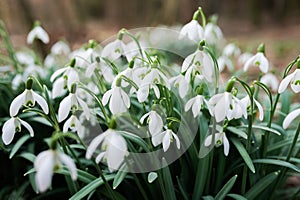 Snowdrop in the forest in spring