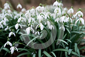 Snowdrop in the forest in spring