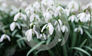 Snowdrop in the forest in spring white flowers