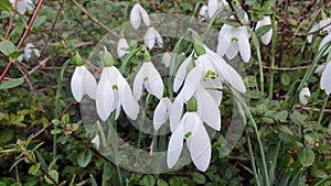 Snowdrop galanthus elwesii `Mrs MacNamara`