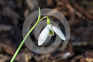 Snowdrop galanthus elwesii var monostictus Greater Snowdrop