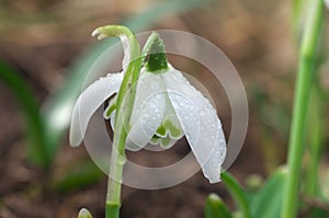 Snowdrop - Galanthus flore pleno