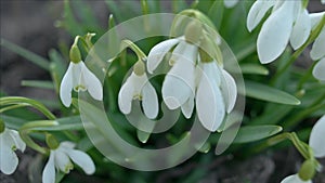 Snowdrop or galanthus flower closeup