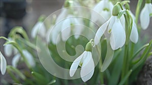 Snowdrop or galanthus flower closeup