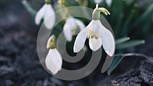 Snowdrop or galanthus flower closeup