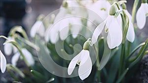 Snowdrop or galanthus flower closeup