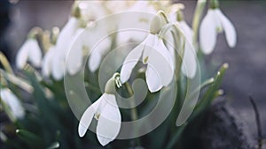 Snowdrop or galanthus flower closeup