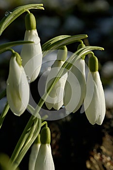 Snowdrop - Galanthus nivalis