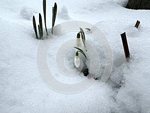 Snowdrop, Galanthus nivalis