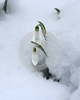 Snowdrop, Galanthus nivalis