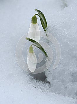 Snowdrop, Galanthus nivalis