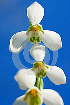 Snowdrop (Galanthus nivalis)
