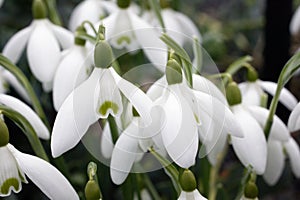 Snowdrop (Galanthus Nivalis)