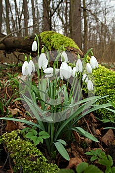 Snowdrop Galanthus nivalis