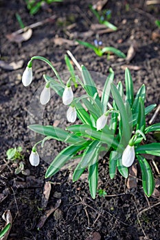 Snowdrop Galanthus nivalis. beautifull flowers at early morning in spring garden