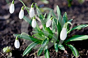 Snowdrop Galanthus nivalis. beautifull flowers at early morning in spring garden