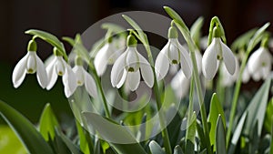 Snowdrop, Galanthus nivalis, blooms in pristine spring white