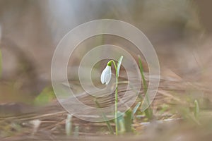 Snowdrop - Galanthus nivalis first spring flower. White flower with green leaves..The wild nature of the forest