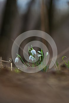 Snowdrop - Galanthus nivalis first spring flower. White flower with green leaves