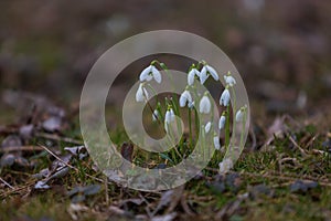 Snowdrop - Galanthus nivalis first spring flower. White flower with green leaves