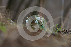 Snowdrop - Galanthus nivalis first spring flower. White flower with green leaves