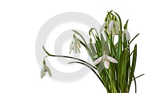 Snowdrop (galanthus nivalis) flowers