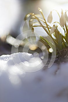 Snowdrop (Galanthus nivalis) in the snow