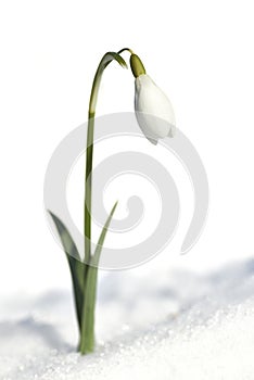 Snowdrop (Galanthus nivalis) in the snow