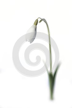 Snowdrop (Galanthus nivalis) in the snow